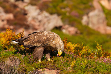 White-tailed eagle on the ground eating fish
