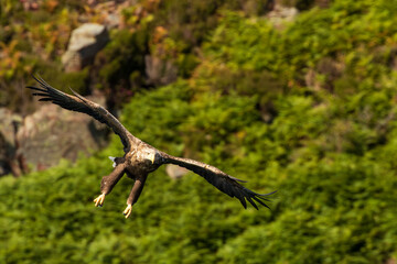 White-tailed eagle in flight on Isle of Skye