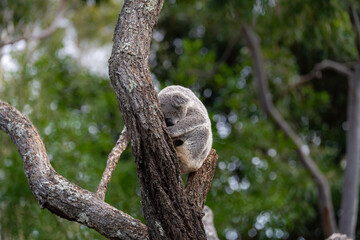 Koala napping in Eucalyptus tree
