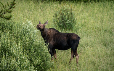 Female Moose Reaches High Into Willow Plant For Food