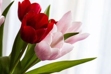 Assortiment de tulipes