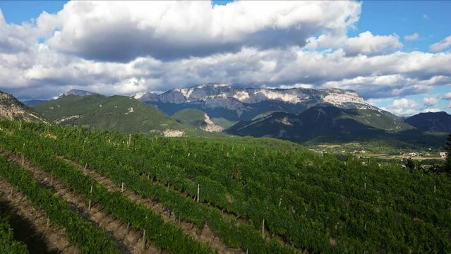 Aerial drone view over vineyards, towards agricultural fields, during sunset . Tidy rows of grapes ripening in the glow of the setting sun with mountainous terrain in the background in southern France