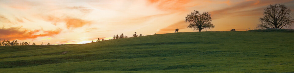 Obraz na płótnie Canvas Banner rustic landscape, cows in meadow at sunset