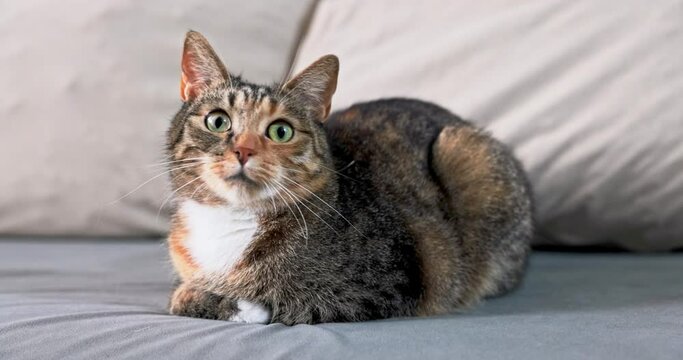 The cat moves her head looking at the flying fly just behind the camera.