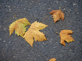Autumn is coming. Fallen maple leaves on the sidewalk. Yellow dry leaves in August. Early leaf fall. Autumn concept.