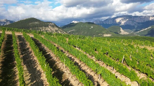 Aerial drone view over vineyards, towards agricultural fields, during sunset . Tidy rows of grapes ripening in the glow of the setting sun with mountainous terrain in the background in southern France