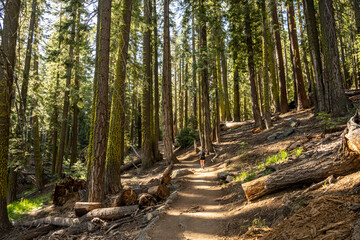 Hiker Below the Tall Moss Covered Trees Of Four Mile Trail In Yosemite