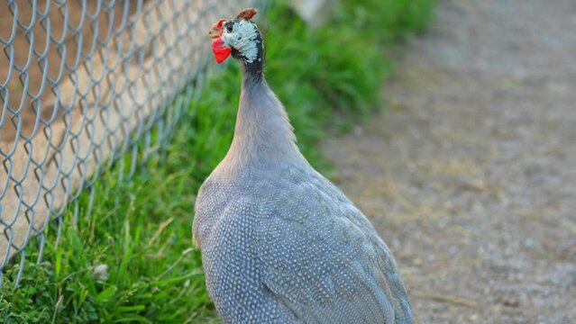 Helmeted guineafowls, Numida meleagris, domesticated farm bird from South Africa, Sahara. Close up slow motion. Farm bird looking for food.