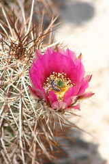 Fiery Cactus Blossom