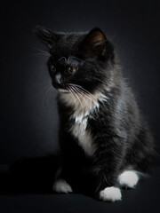 Studio portrait of a beautiful kitten.
Adorable little cat.
Black kitten sits on a black background.