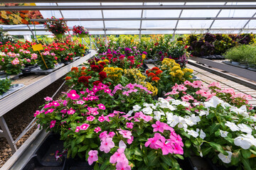 internal view greenhouse of various flowers