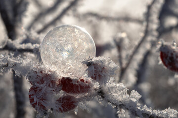 Macro Close-up of frozen soap bubble ice bubble on frozen dog rose backlight and sparkle effect background texture - christmas picture