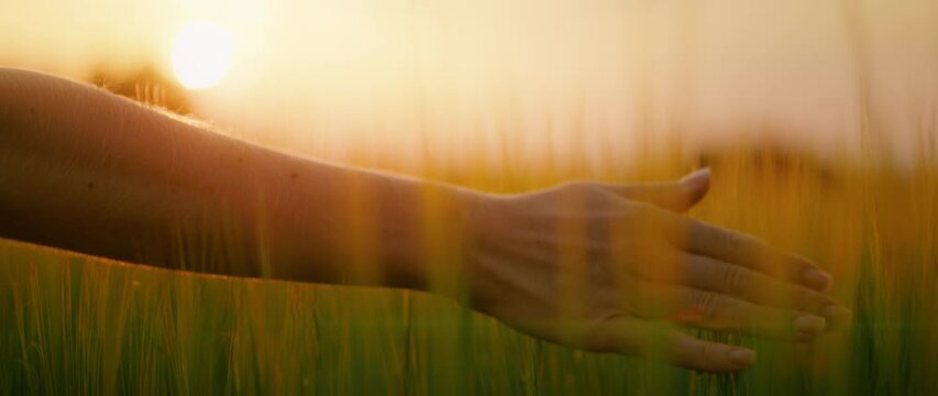 Female hand touches thick high green grass. Close up woman on wheat field in the rays of the sunset in slow motion.