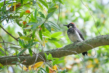 Acorn Woodpecker on thick branch
