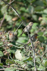 House finches in blackberry thicket