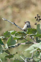 Bird in blackberry thicket