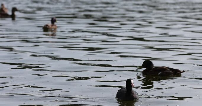 black coot bird floating on the lake , black coot with a white spot on the forehead and other birds on the water