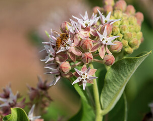 A freshly blooming Showy Milkweed plant being visited by a golden honeybee.