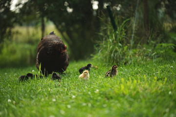 Baby chickens with their mother hen on a small farm in Ontario, Canada.