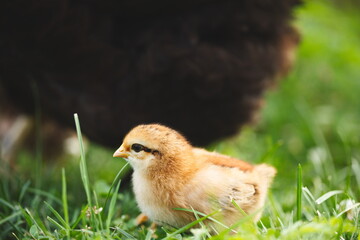 Baby chickens with their mother hen on a small farm in Ontario, Canada.
