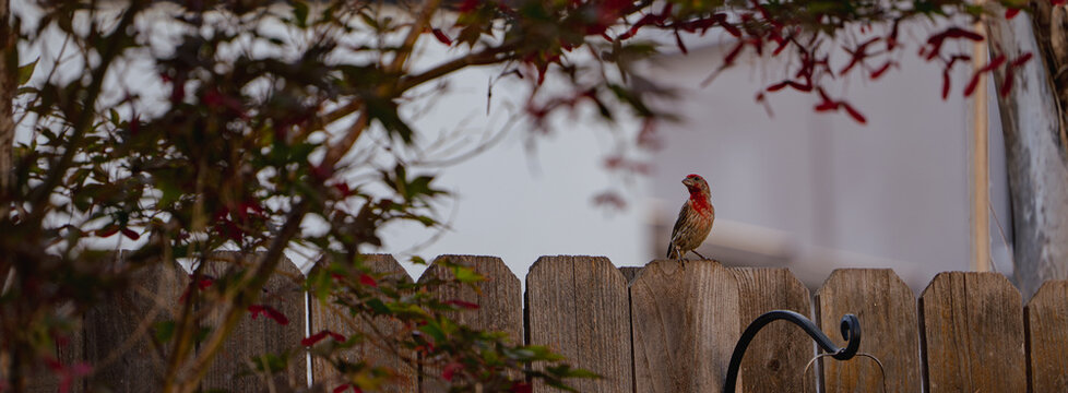 Red headed house finch on wooden fence panoramic 