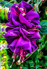 purple and yellow flower