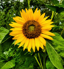 sunflower