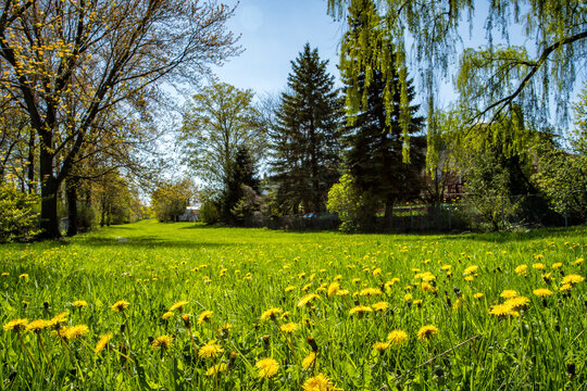 Landscape of yellow dandelions in Burlington Park, ON, Canada