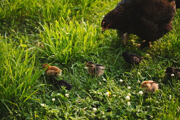 Baby chickens with their mother hen on a small farm in Ontario, Canada.