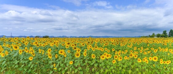 青空バックに咲く満開のヒマワリ畑のパノラマ情景