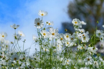 青空バックに見上げる満開の白いコスモス