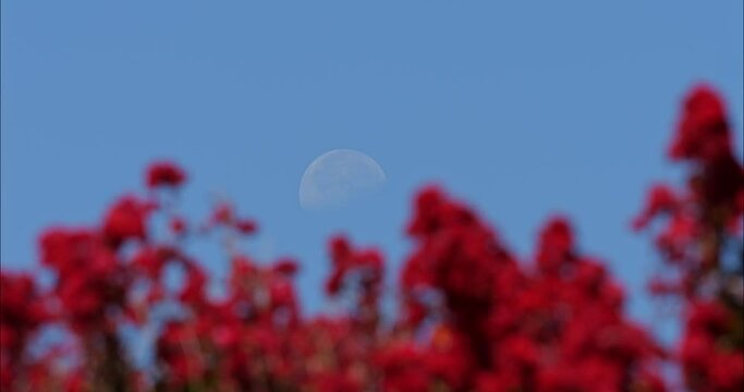 The moon out during the day over crape myrtle tree blooming 