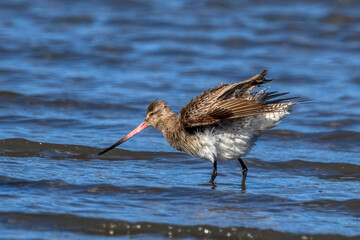 Bar-railed Godwit feeding