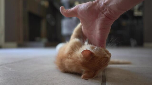 Displaying its characteristic curiosity, a red kitten playfully bites its owner's hand, showcasing its desire to explore and engage with the world.