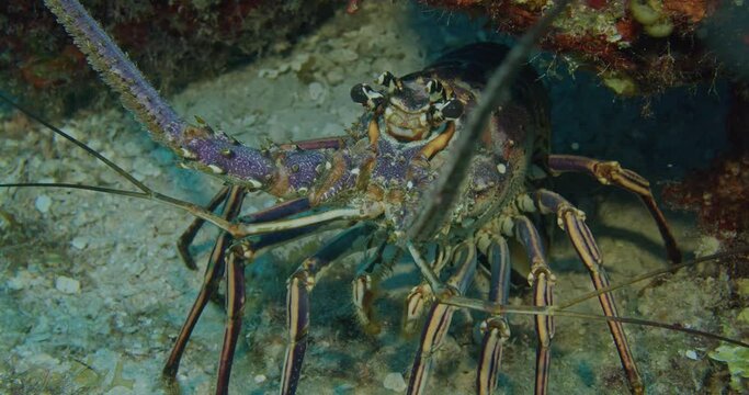 Caribbean spiny lobster on seabed.