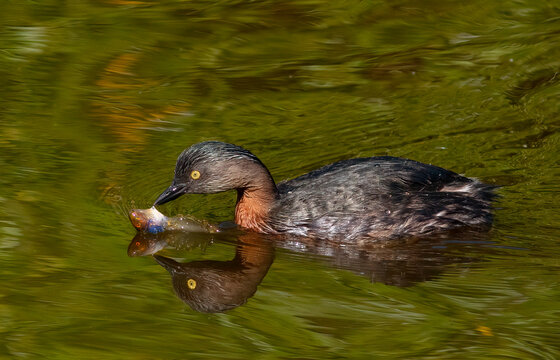 Dabchick catching froglets