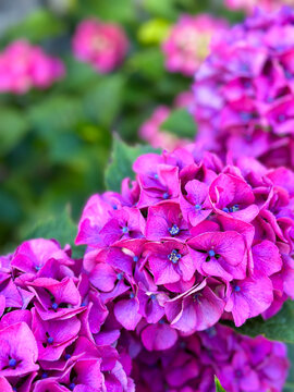 A cluster of vibrant purplish pink hydrangea blooms with rich green foliage in the background. 