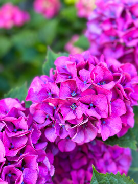 A cluster of vibrant purplish pink hydrangea blooms with rich green foliage in the background. 