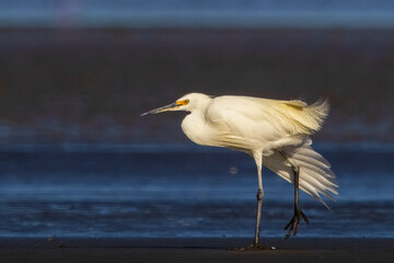 Little Egret