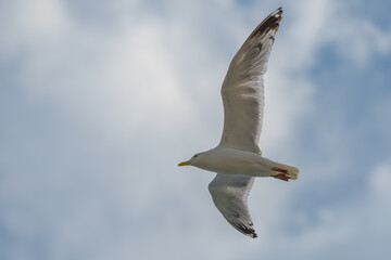 Herring Gull in Flight Detail Against a Blue Sky
