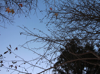 branches against blue sky. branches of a tree against the sky. sky and tree.
