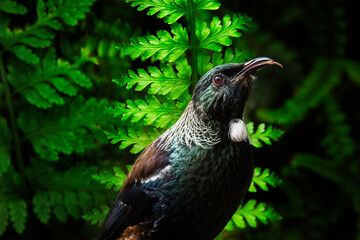 Tui against fern
