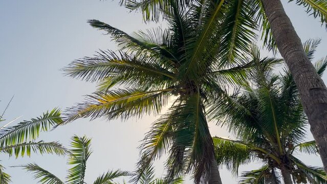 Coconut palm tress over sunny sky