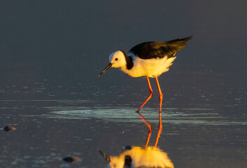 Pied Stilt feeding at Sunset