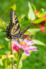 Yellow swallowtail butterfly feeding from pink zinnia flower blooming in garden