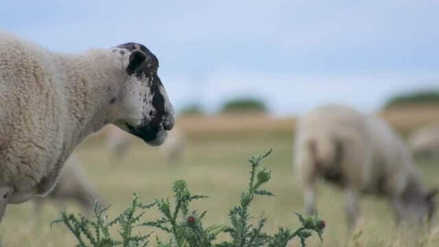 HD, close-up shot of a cute adult wool sheep in a farm field, staring straight into the camera. This detailed footage captures the serene and natural environment of rural farming life, perfect for enr