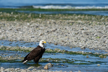 Bald Eagle on Picnic Point Beach on Puget Sound