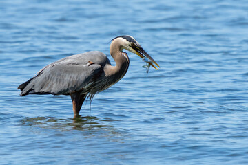Great Blue Heron Snags a Coho Salmon Smolt