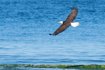 Bald Eagle on Picnic Point Beach on Puget Sound