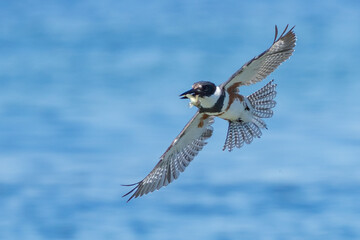 Belted Kingfisher Captures a Fish